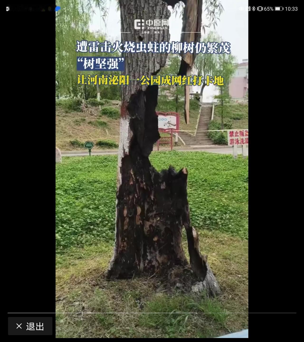 看了这些树坚强，终于就明白了为什么老话讲“人要脸，树要皮”、“人活一口气，树活一