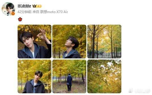 张凌赫刚好配惆怅的枫叶，看到这组图的时候，真的是感受到好像有配上了bgm的氛围感