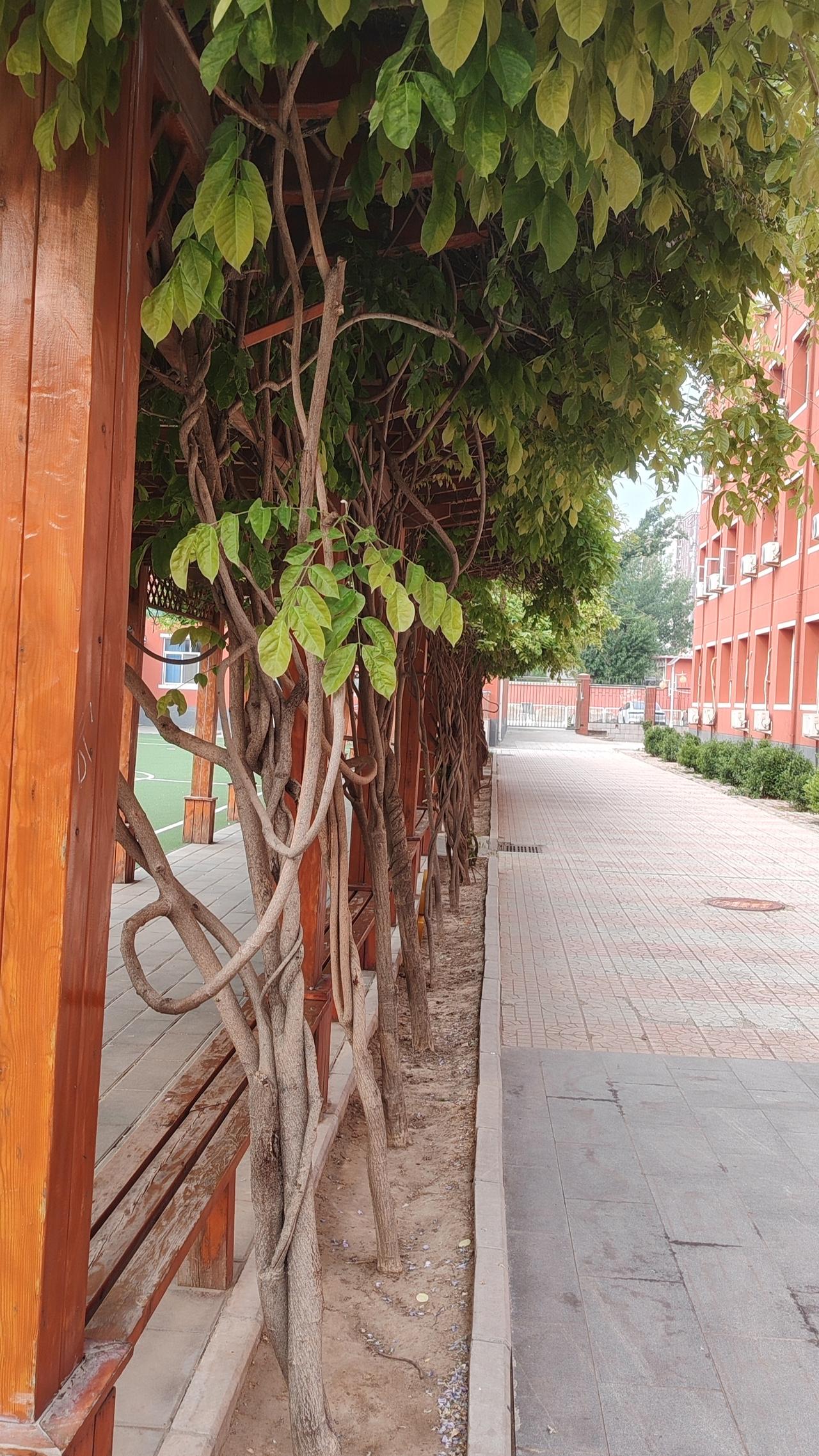 此心光明，亦复何言：一位学者在生命的最后时刻，没有留下任何遗嘱，只是微笑着说：“