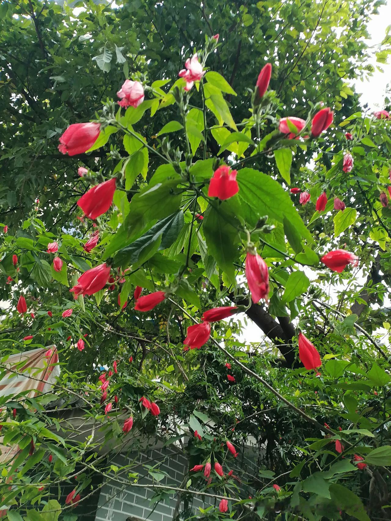 随手拍花，美景