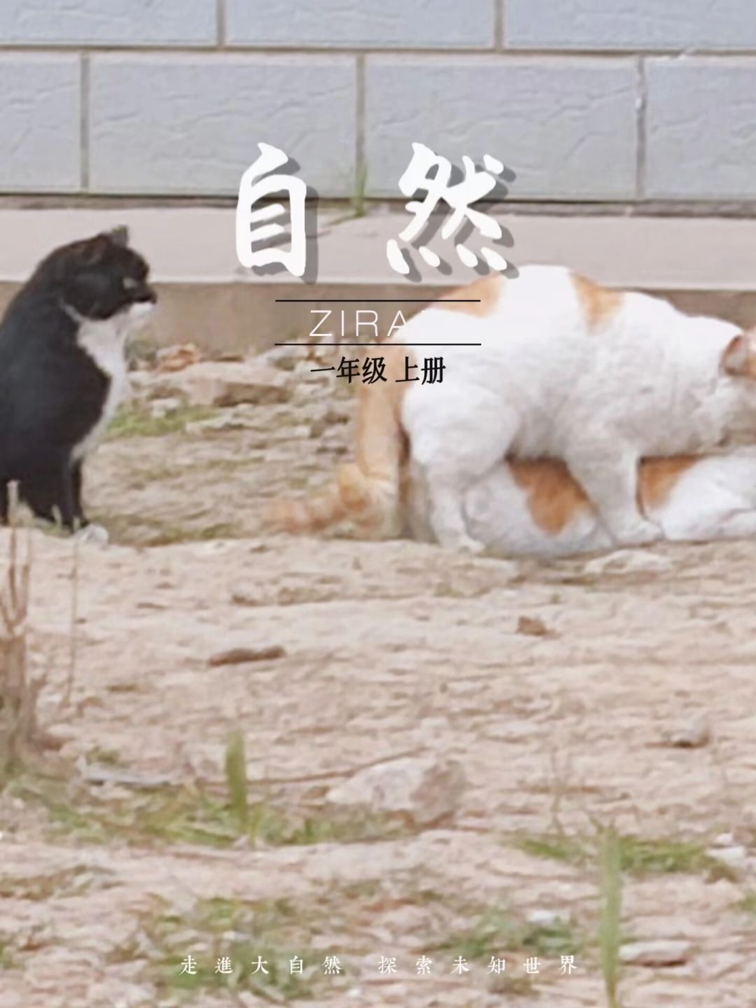 猫猫们也是上教科书封面了！
