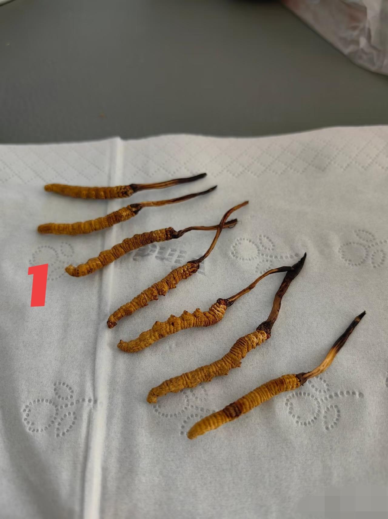 1和2 哪个是野生的虫草？求助，高手在民间