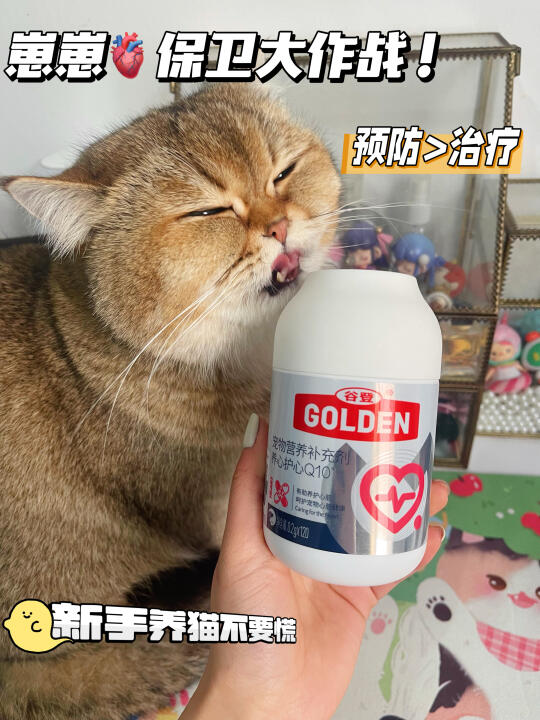 崽崽🫀保卫大作战！新手养猫不要慌
