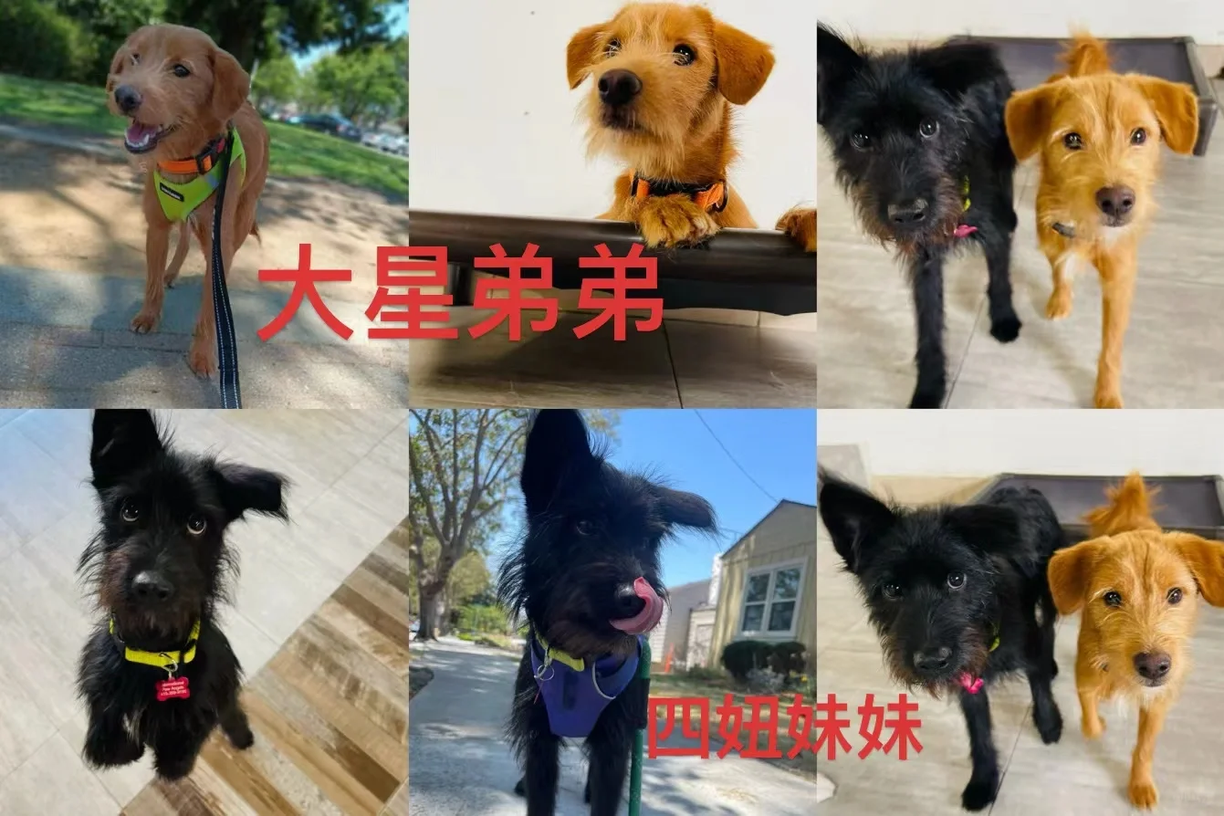 🇺🇸旧金山狗狗待领养