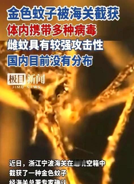 “宁波港集装箱里飞出一只黑白腿花蚊子，海关关员当场摁死，一查，美国来的货柜。”