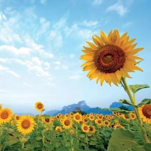 退休老头的生活