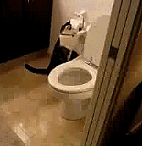 爱学习的猫猫在研究抽水马桶，就是有点费水 