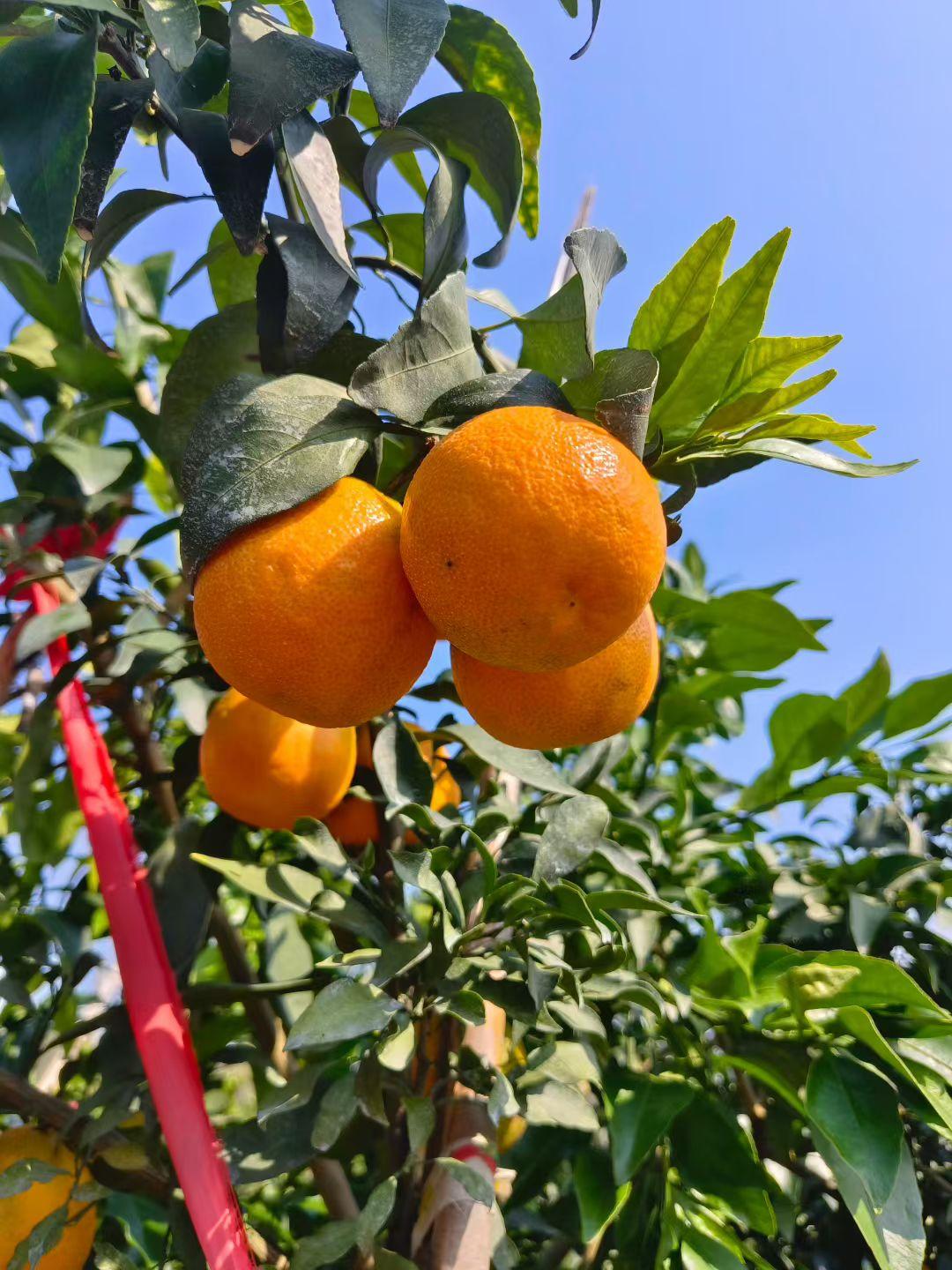 站桩锻炼顺其自然
    当我们的站桩锻炼形成习惯以后，我们每天的站桩运动都是轻