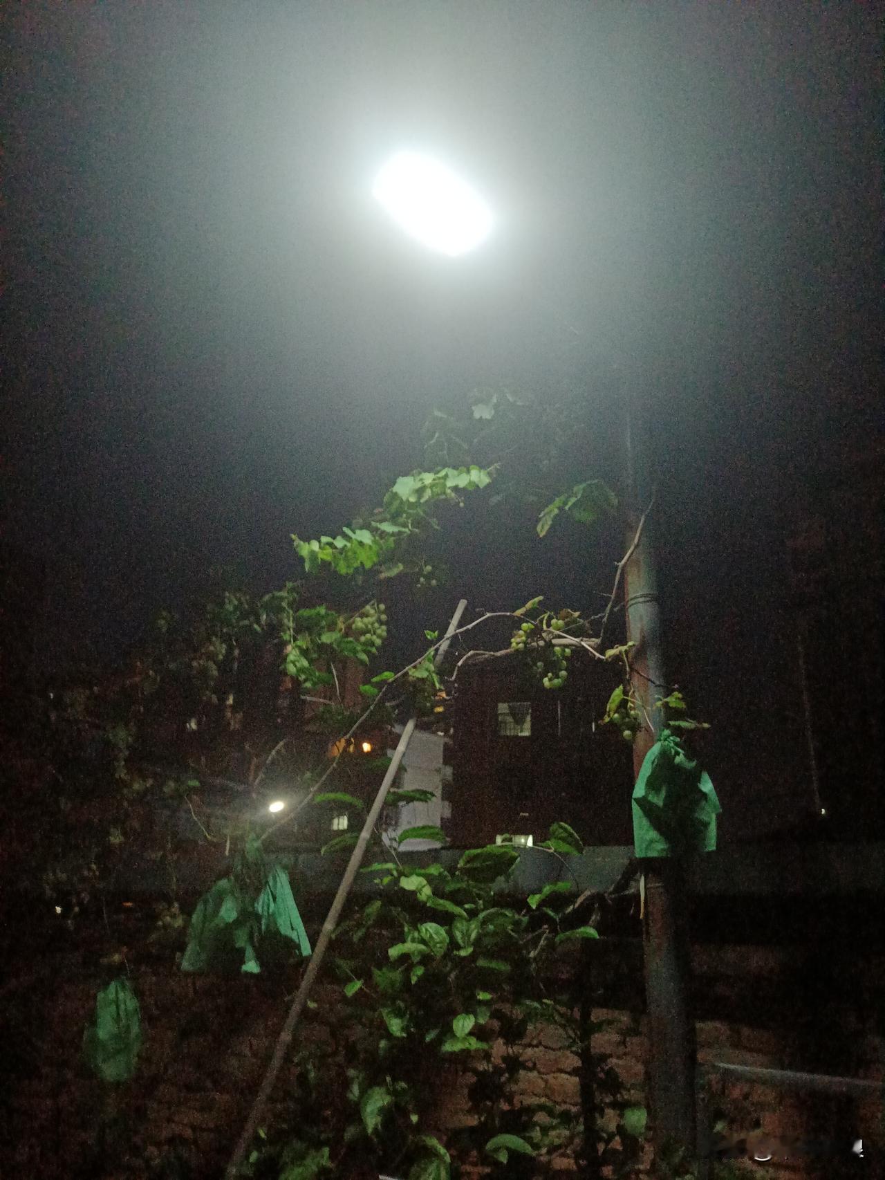 自家门口的蒲萄铁杆上按装了一盏大阳能灯带来了便利。