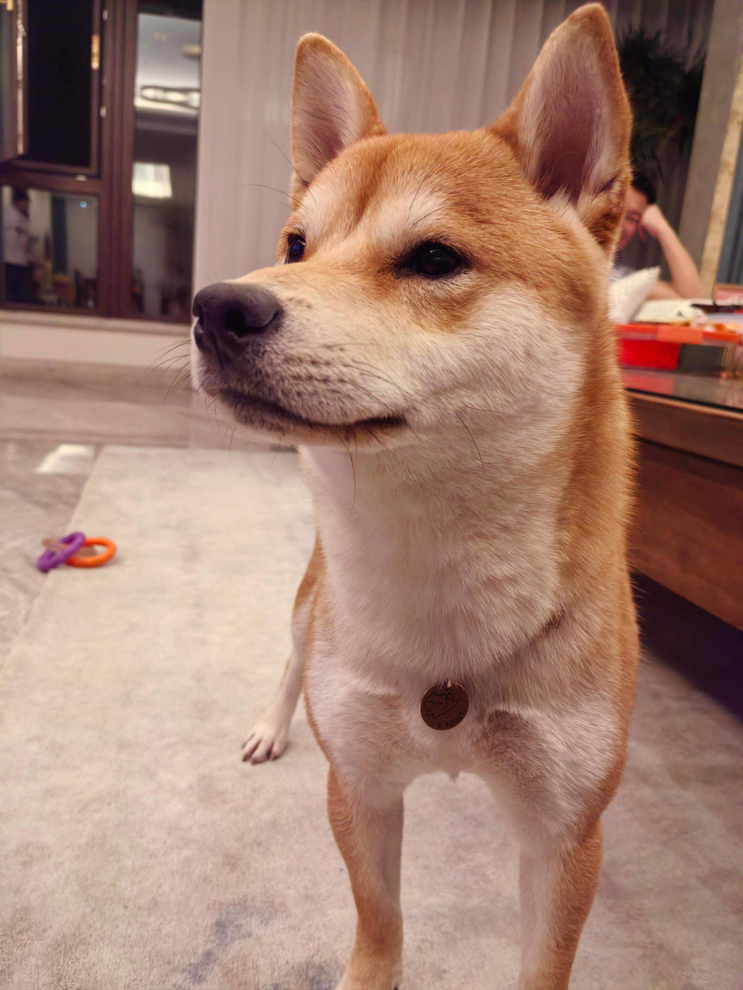 狗狗听故事被吓出表情包小狗脸上怎么会做出这样的表情 ​​​