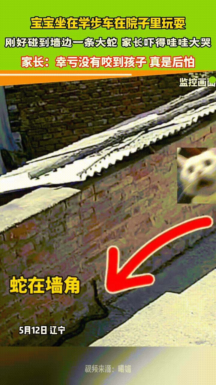 年幼的宝宝

坐着学步车在院内玩耍，

没想到墙角藏着

一条大蛇，离宝宝特别近