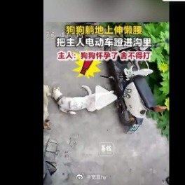 狗狗伸懒腰把主人电动车蹬沟里和谐友爱 西安·华严寺