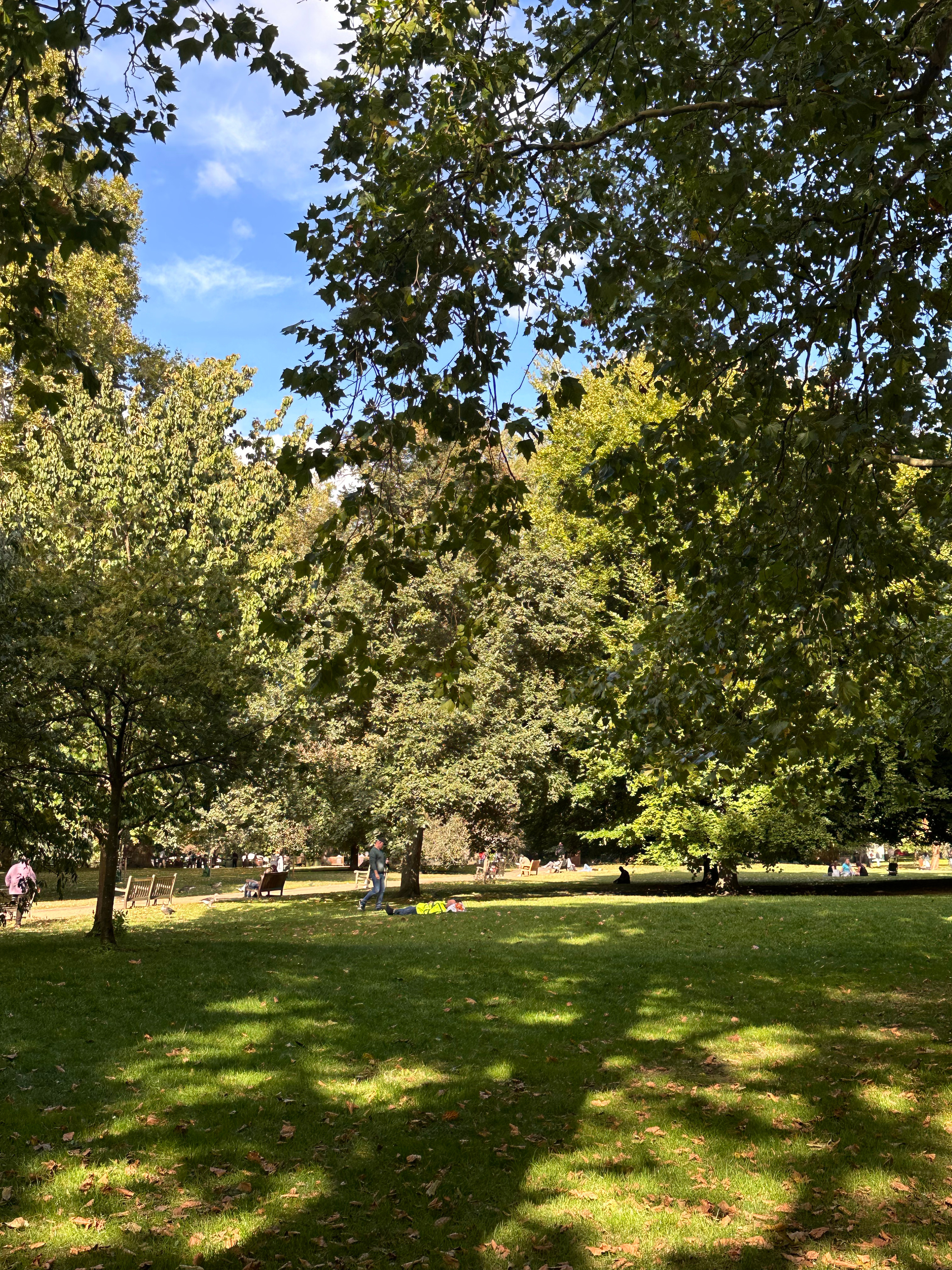 🍂 one piece  ​​​