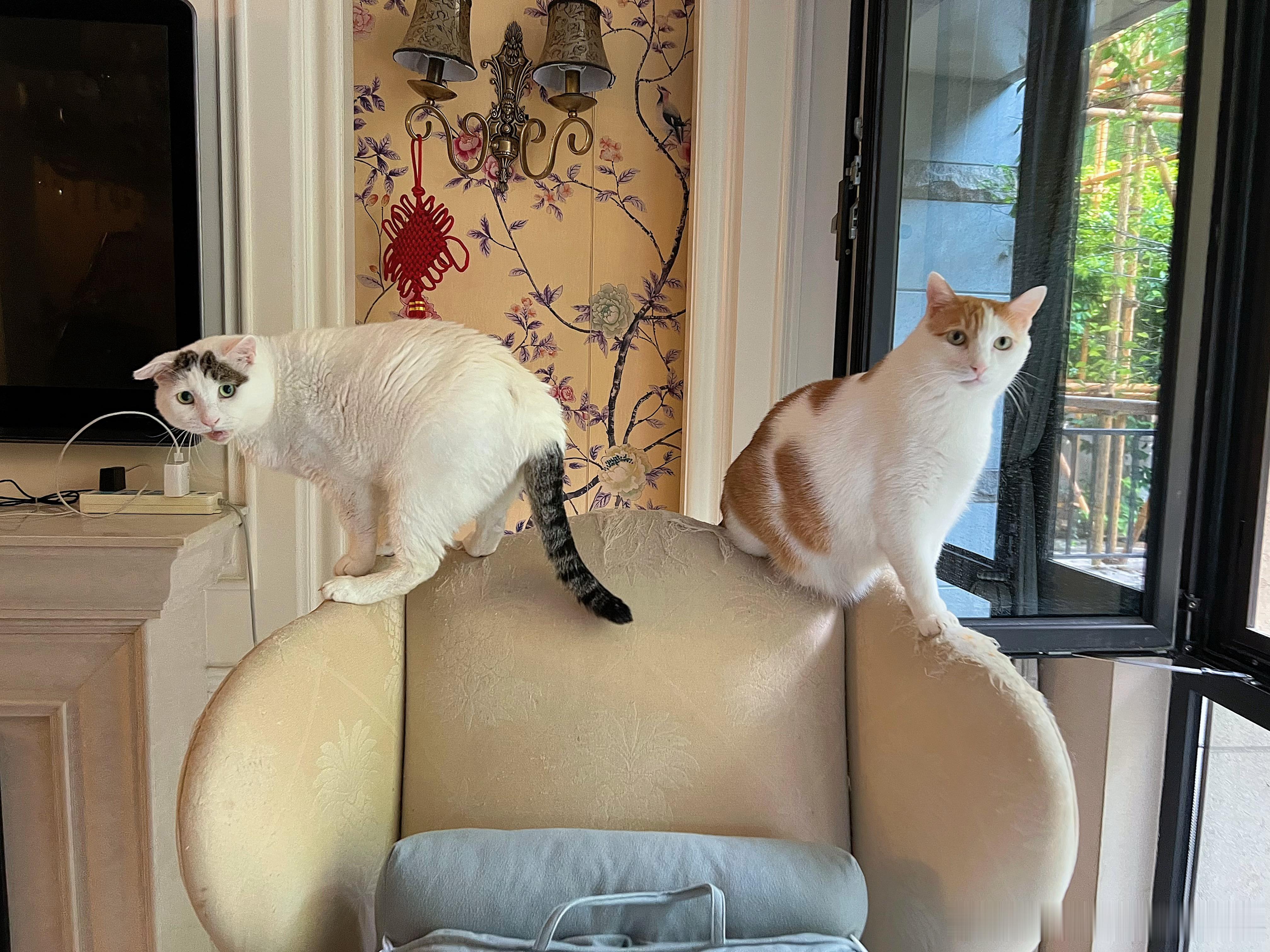 大家都看到了，沙发是二毛和猴猴一起抓的！ ​​​