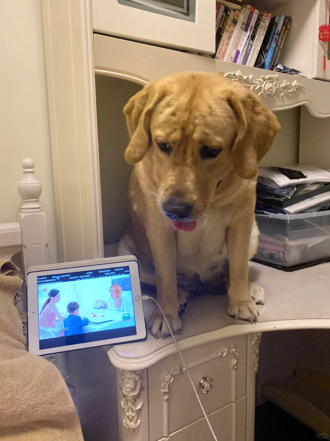 小狗思维猜不到，欲与iPad试比高