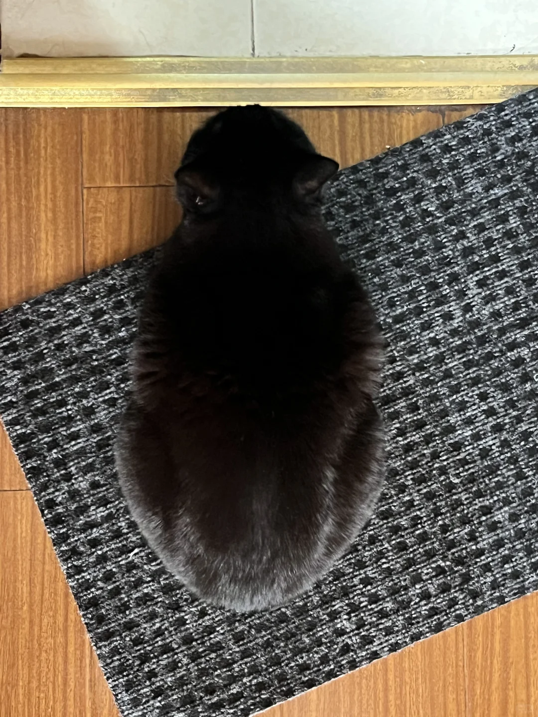 猫一入冬就四肢退化