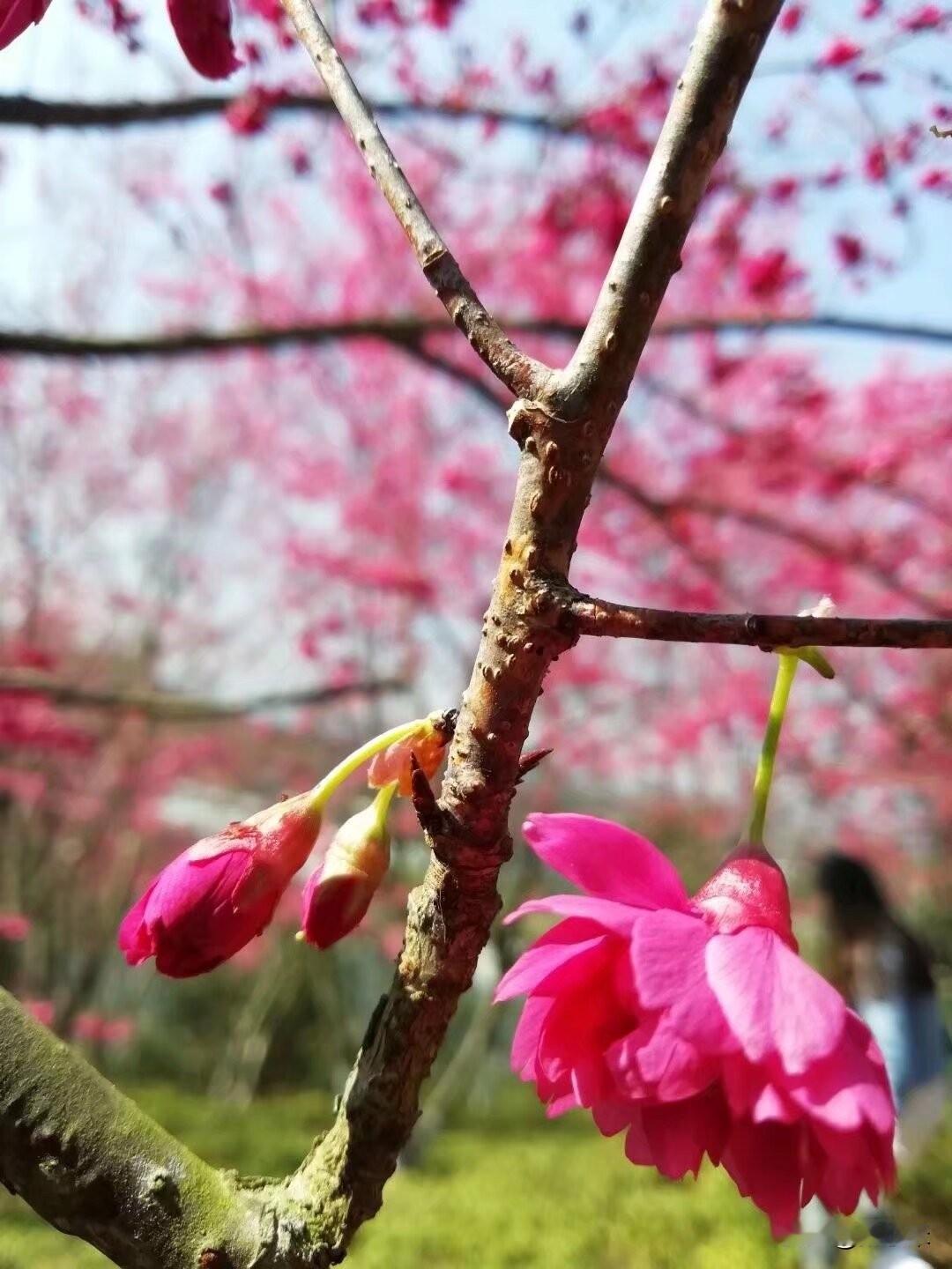 结了婚，感觉自己变得很不孝顺

今天是母亲节，别人都在给妈妈买礼物发红包，而我却