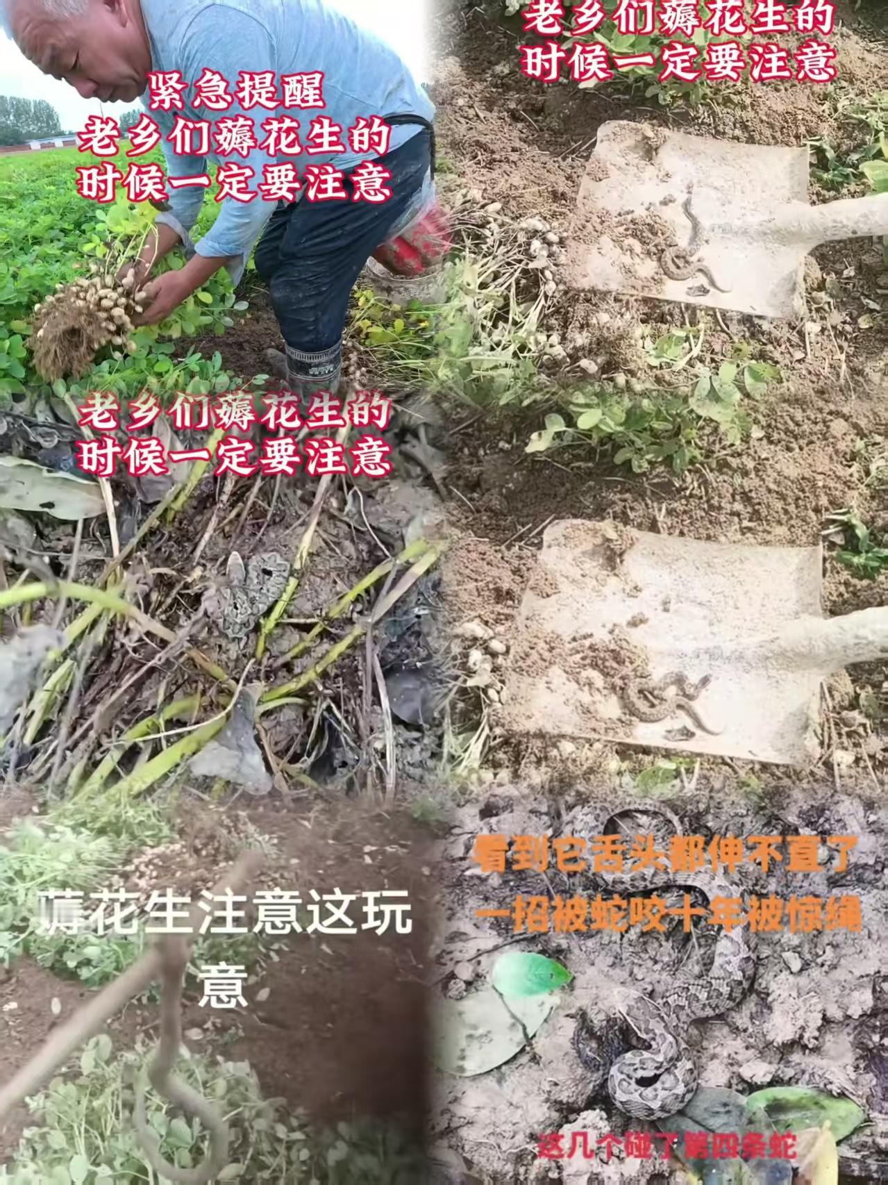 河南的老乡们可得注意了，最近刷视频看到许多个不同地方河南的农民发在花生地里面发现