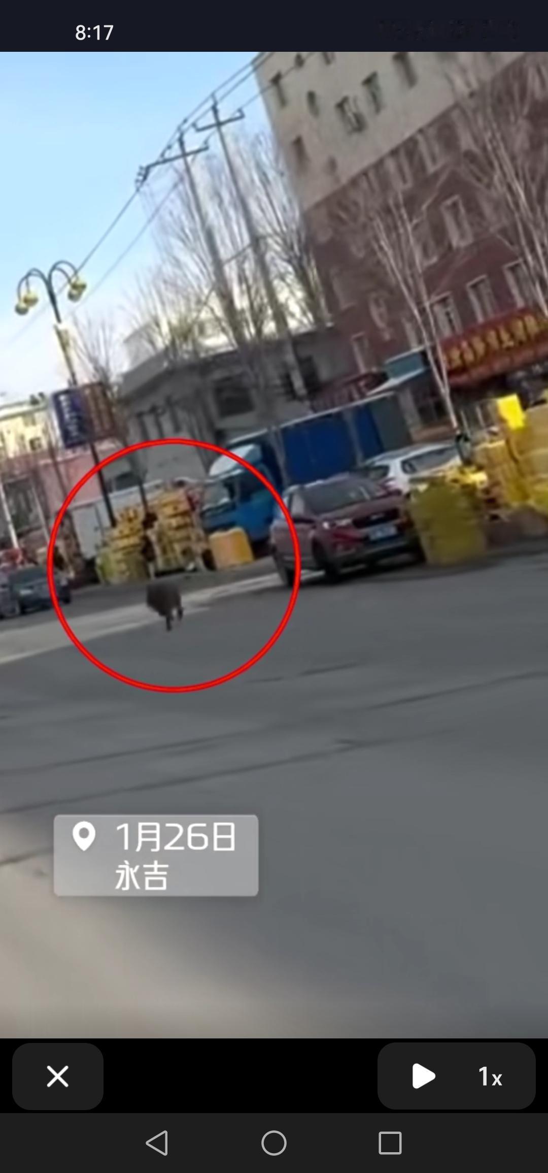 1月26号，在吉林市永吉口前镇，一头野猪在大街上肆意狂奔，实在是太随性了！

这