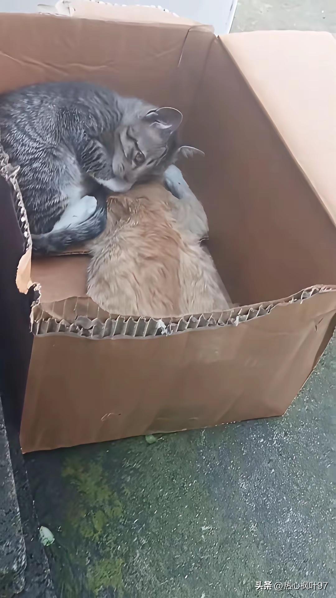 它守着草丛不肯走，把投喂的网友急坏了
 
网友在楼下喂了大半年的两只流浪猫，今天