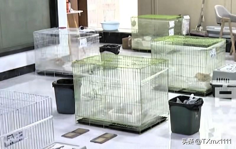 免费领养竟背18个月“贷款”！
大学生被坑惨，这套路专盯年轻人
 
千万别信“免