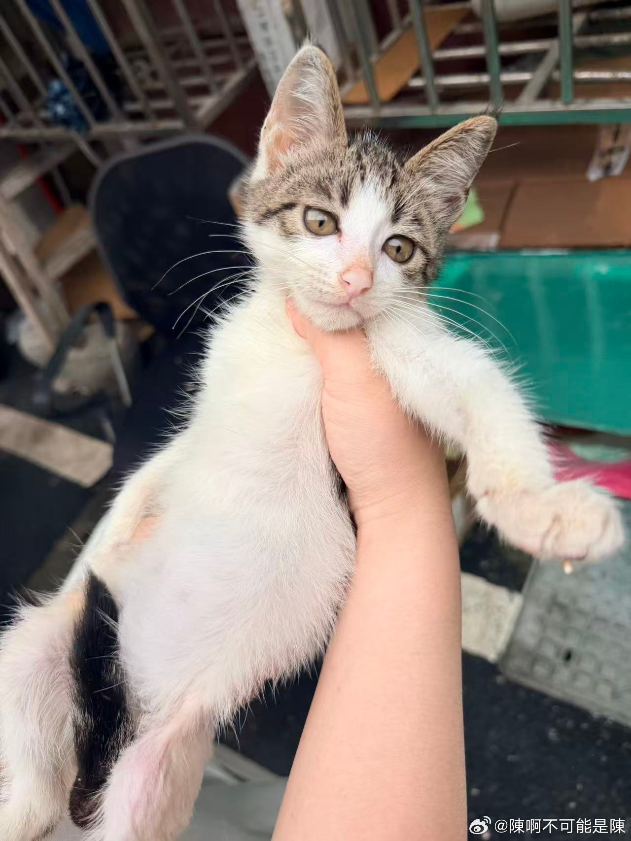 杭州猫咪领养 两个月大的小公猫，医院做过体检了没有猫瘟没有别的毛病，驱虫也都做了