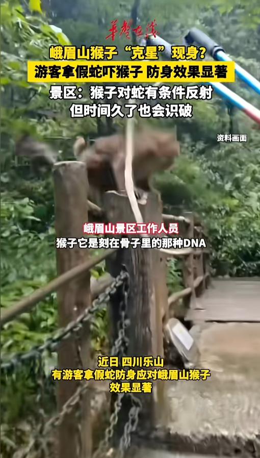“骗猴呢？”7月21日报道，四川乐山，有游客进入景区，为了防止被猴子靠近袭击，想