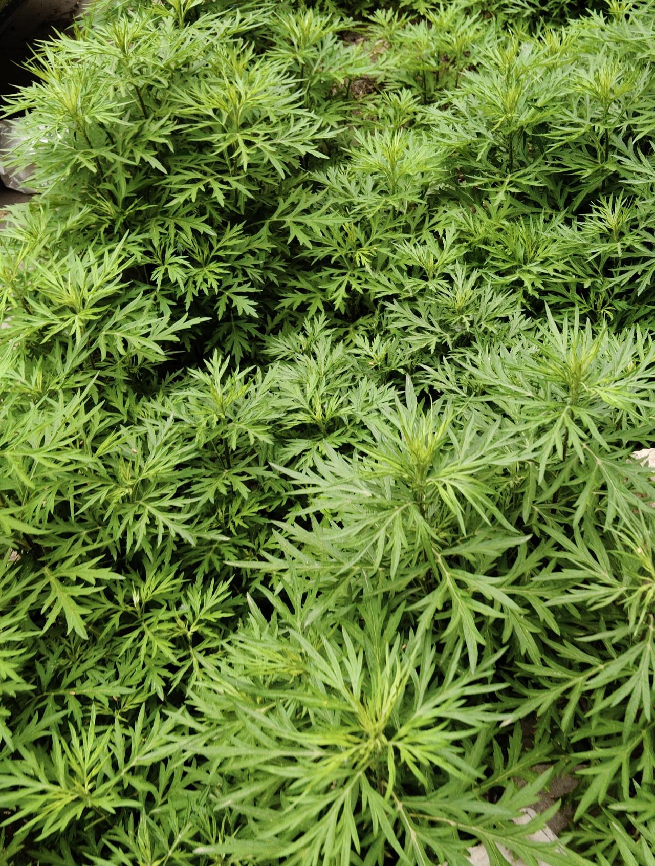 楼前的艾草郁郁葱葱，长势喜人。
这一片艾草，是邻居大姐几年前移栽过来的种苗。自那