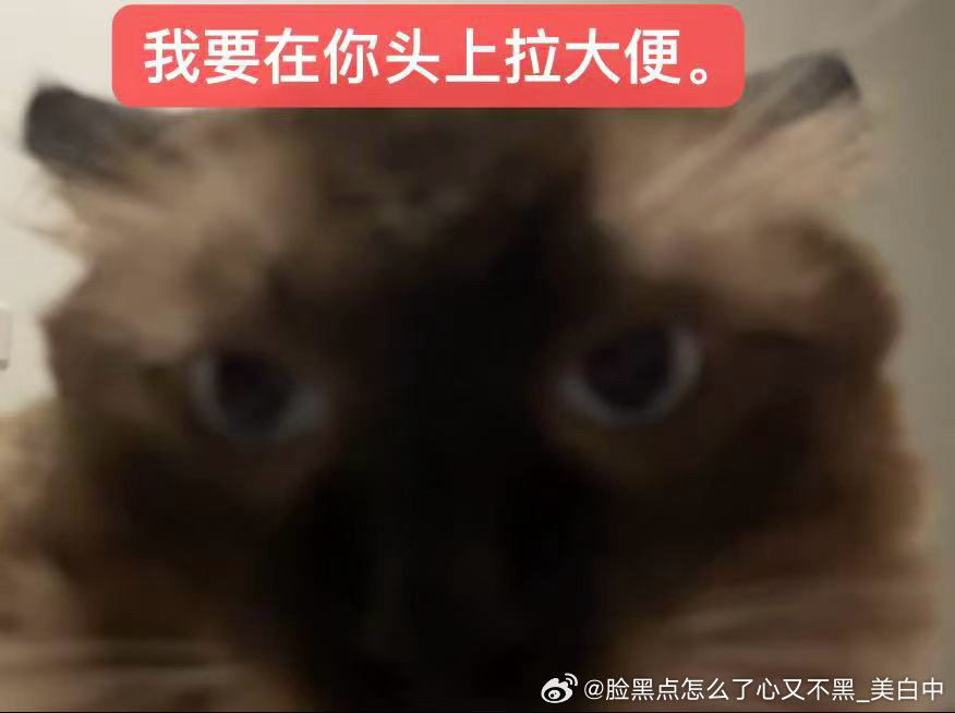 4099只黑脸很迷人 