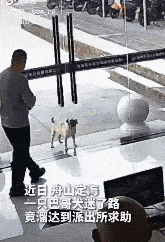 “太有灵性了！”
浙江舟山，正在认真办公的民警，听到了拍玻璃的声音。他们抬头一看