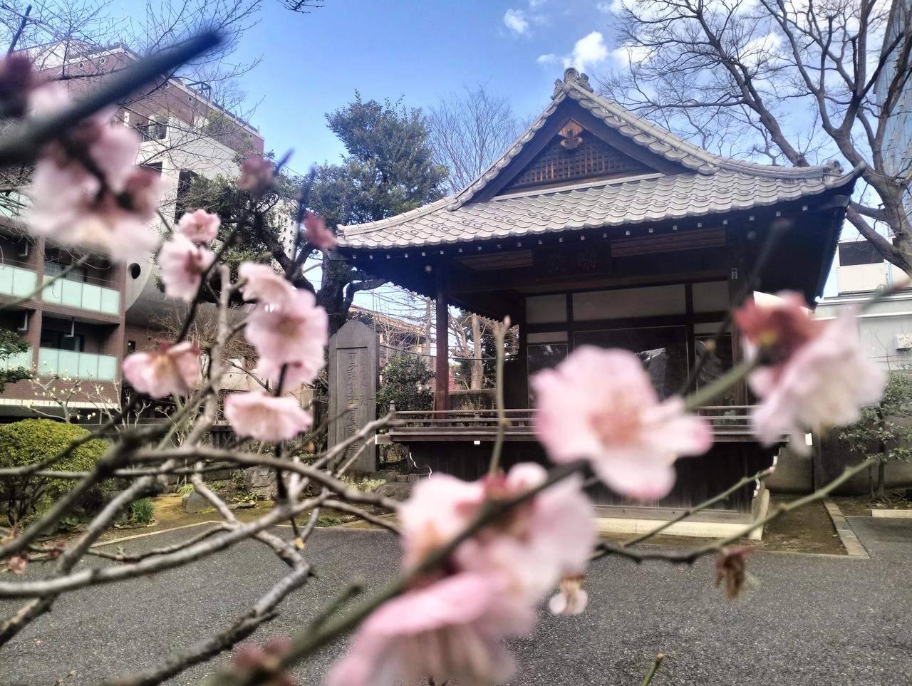 春日生活打卡季国内来了一位美术家协会的画家美女，她一路逛一路感叹的干净整洁有序，