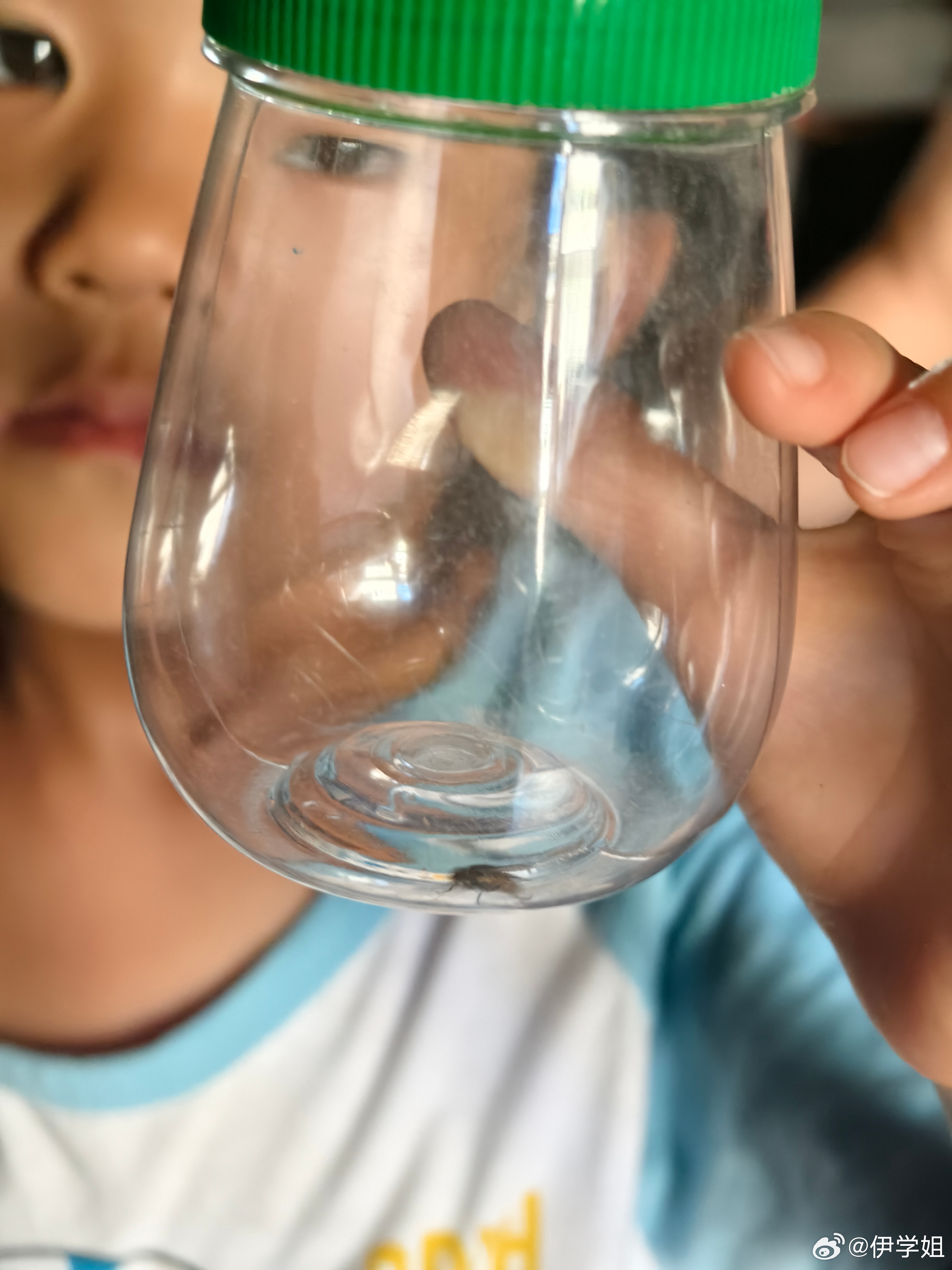 我有个喜欢抓虫子的娃，苍蝇、蝴蝶都抓，我就想问这只蜘蛛你敢抓吗？ 
