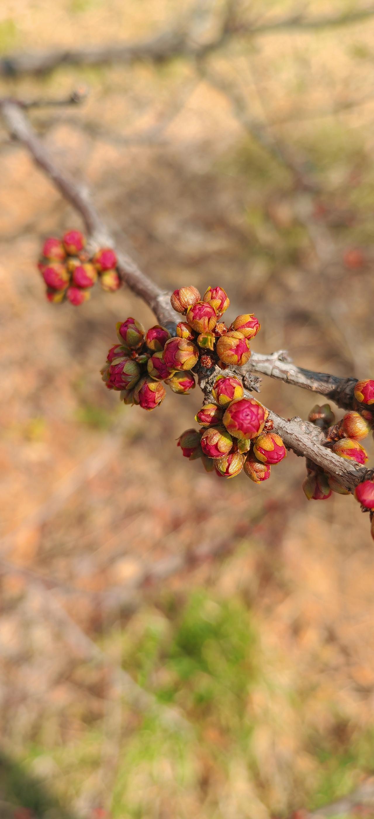 这是什么花？
       一簇簇，真看着真舒服。