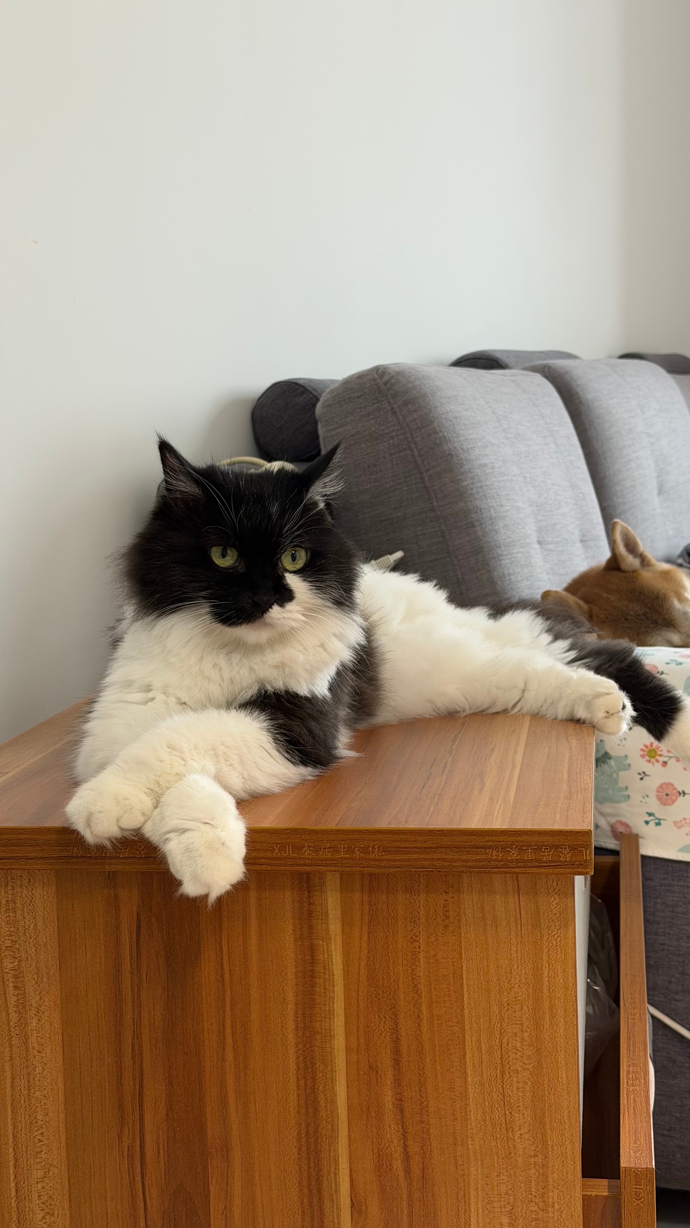 糟了！我好像成狗保镖了！daily奶牛猫奶粉投稿