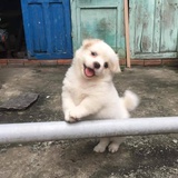 小猫香逛逛美女