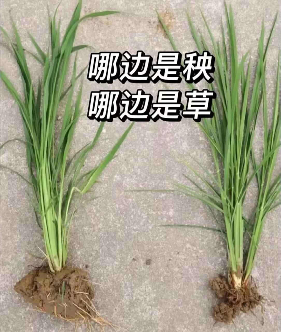 不要一天天要回农村了，这个都没搞清楚你回去干什么？