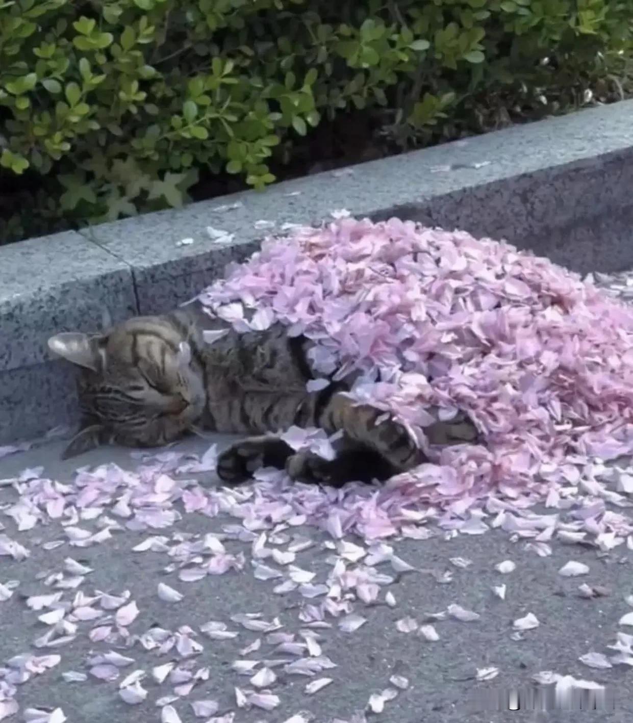 [呆无辜]：没早朝我起这么早干什么，还是睡又香又甜的😴回笼觉吧。
