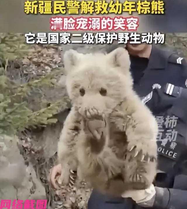 新疆有民警在野外巡查时，看到一只年幼小棕熊，似乎迷路，脱离了母熊的身边，小棕熊呲