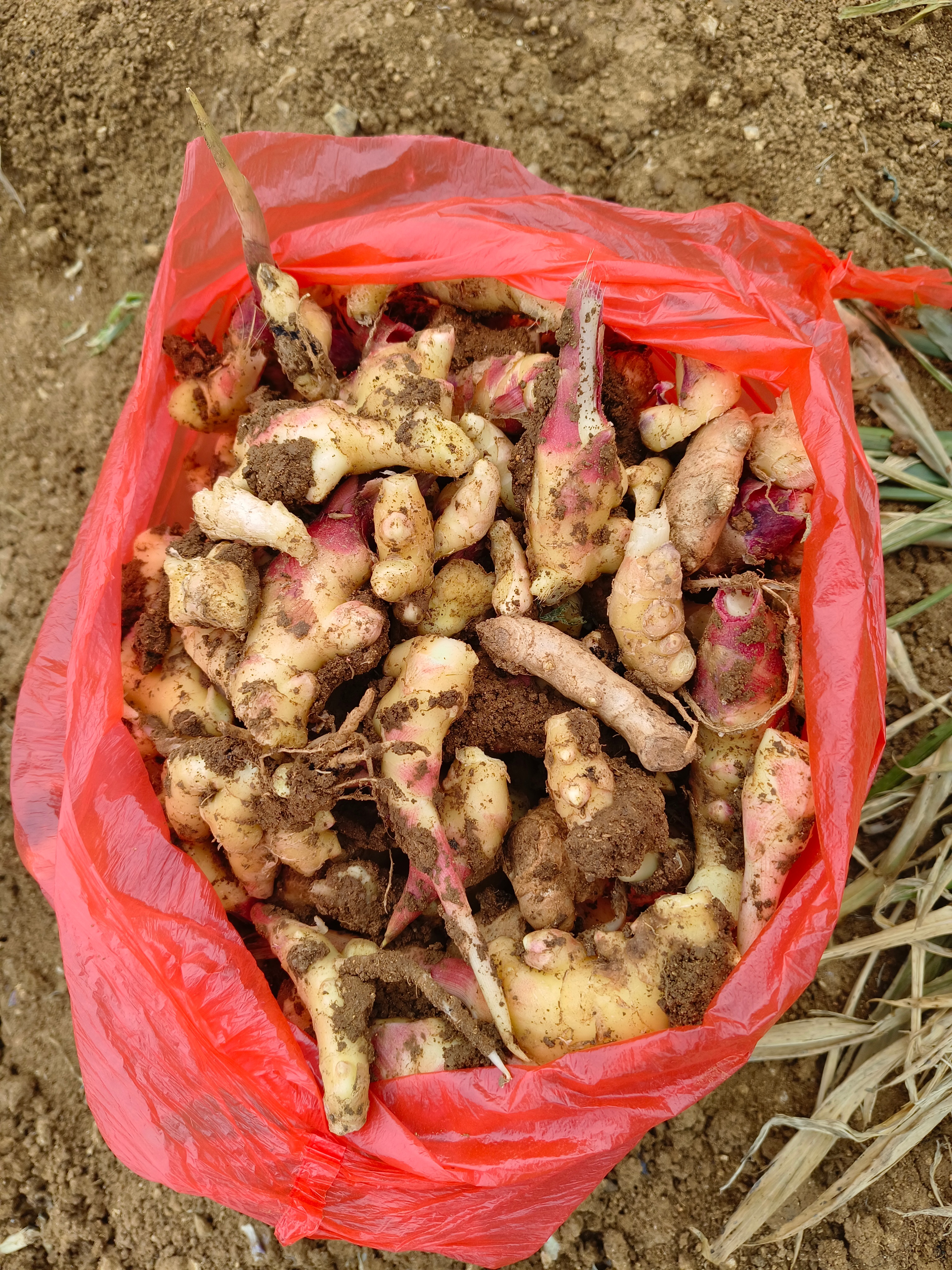 一小时，捡到这么多姜