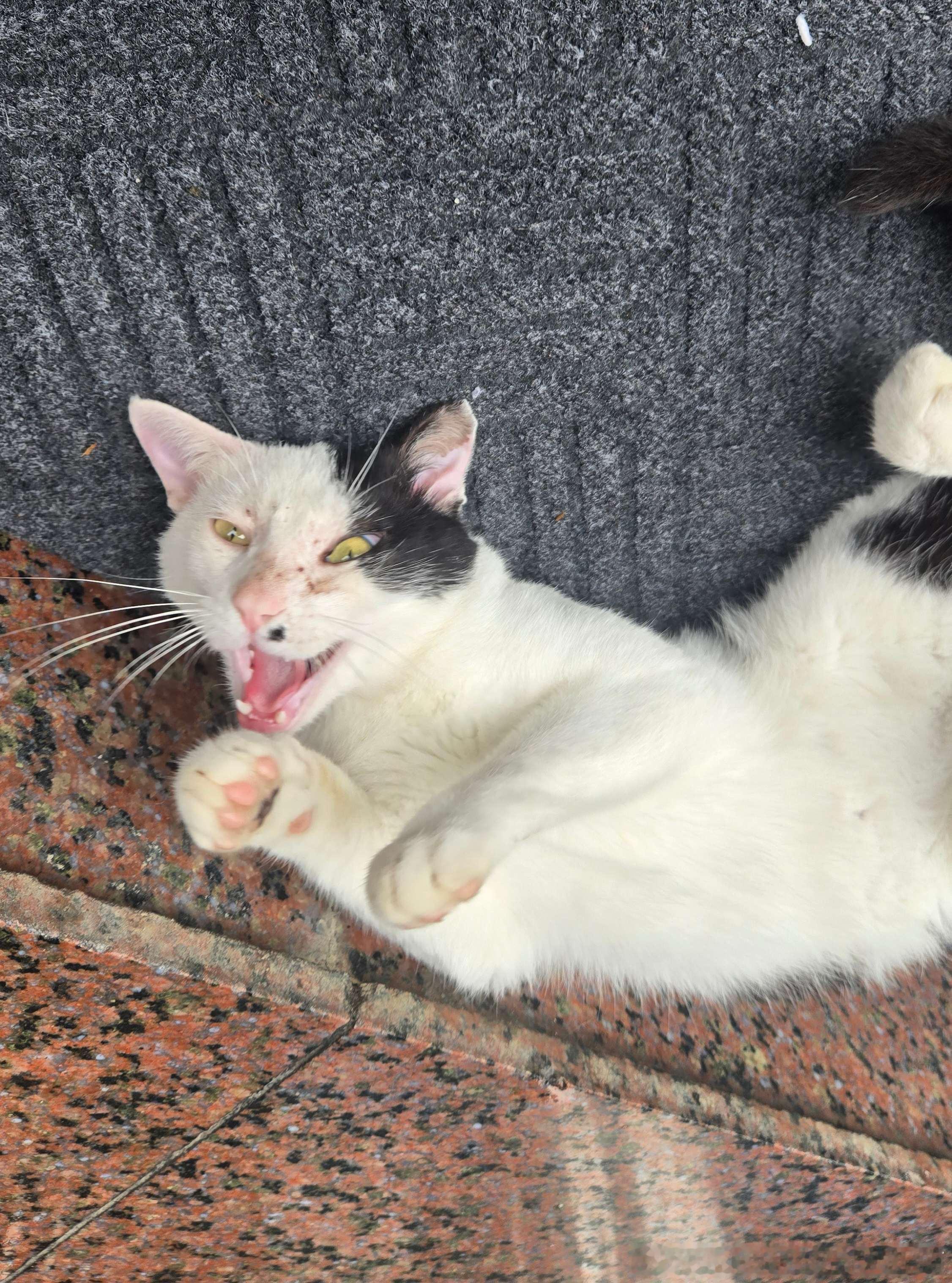 49292【丑猫】此猫无法无天地在公司门口哈气 