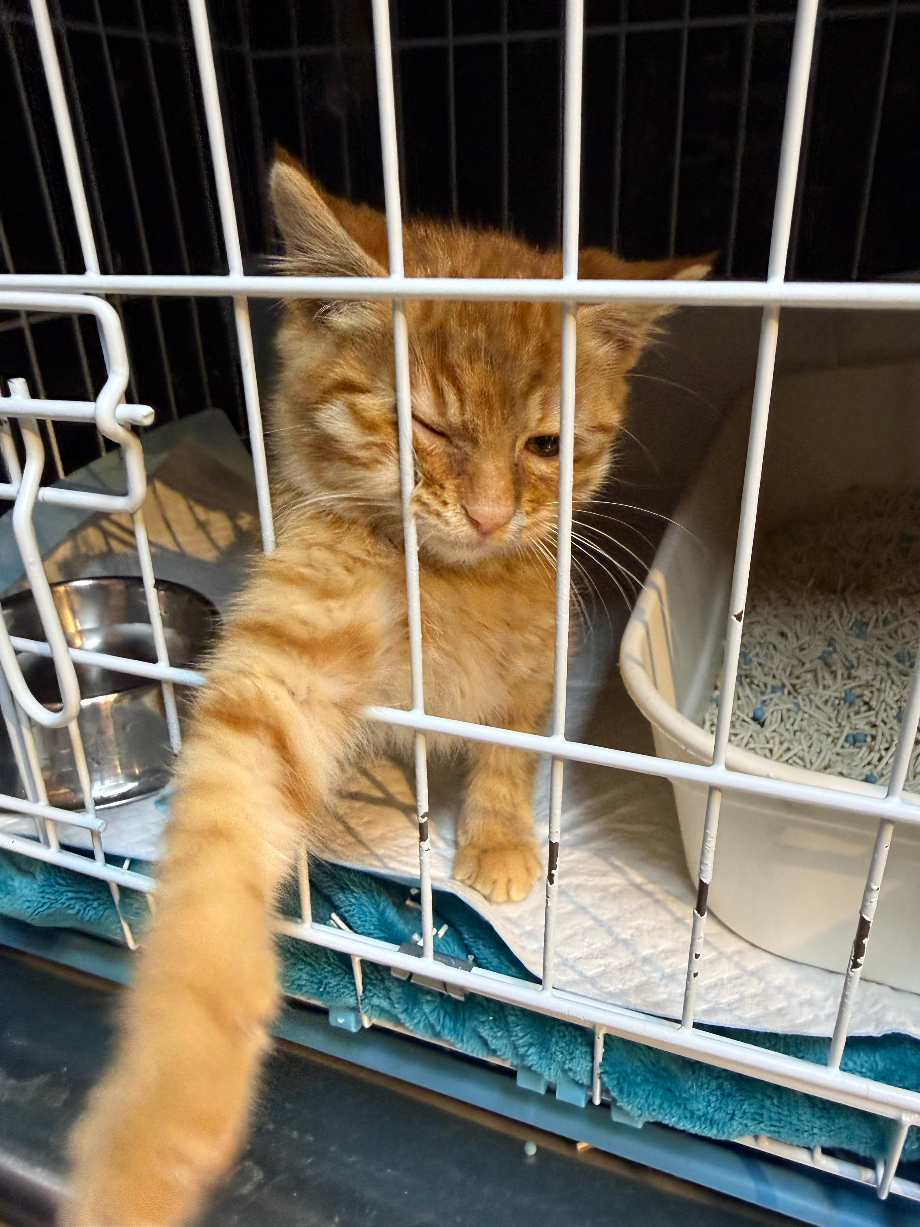 前个星期捡的咪小，快要出院了！双眼皮，小男男，又嗲又黏人，太可爱了！！！我和翠妹