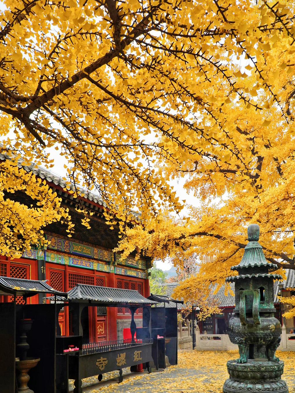 #捡秋是在捡什么#这个时候去红螺寺，大雄宝殿前的两棵雌雄银杏叶子变黄，洒落🍂一