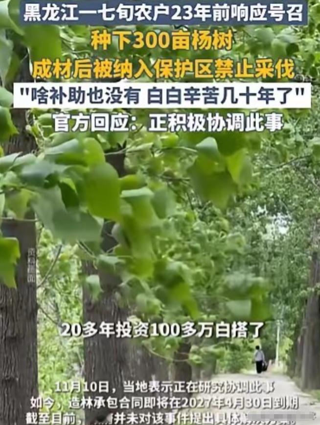 黑龙江齐齐哈尔市，71岁农妇，在23年前，种了300亩杨树，有数万颗，投资了10