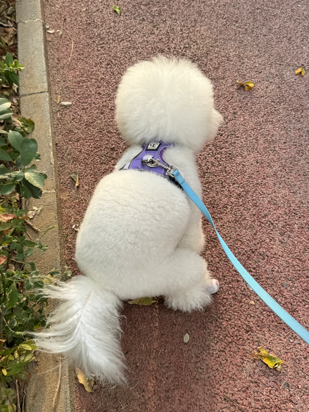 早八的狗，脸也很臭