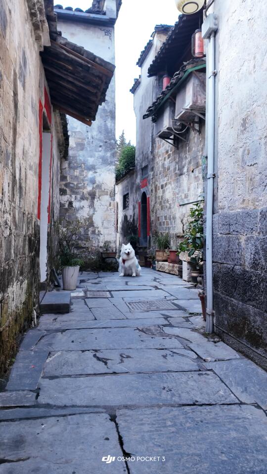 📸徽州古韵遇上狗子｜西递带狗攻略