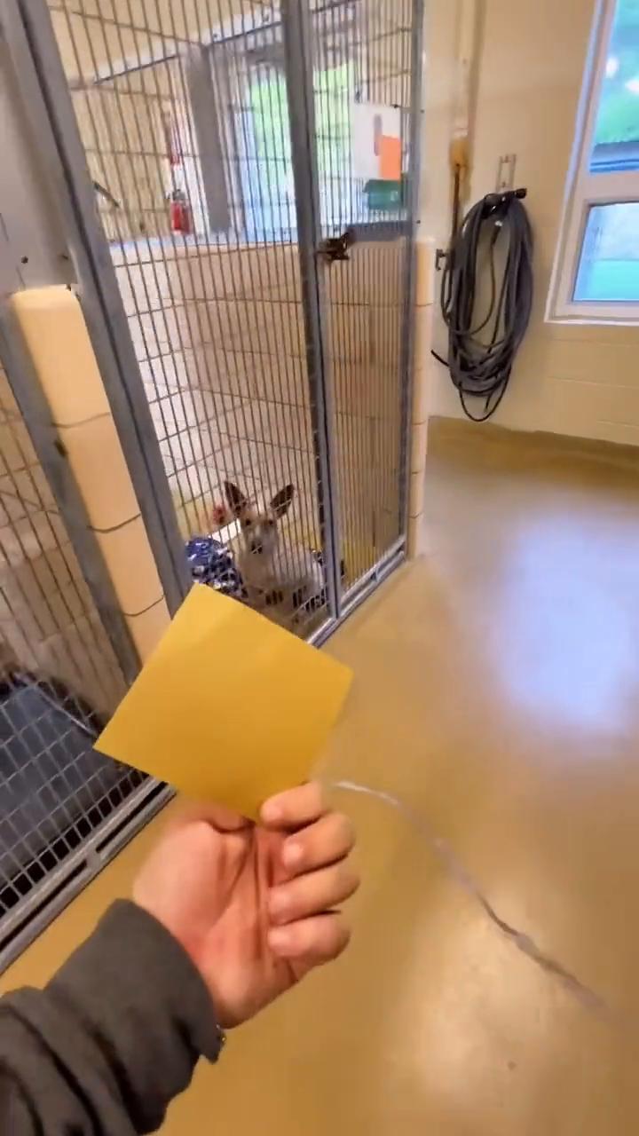 You can see it in his eyes，he knows he's