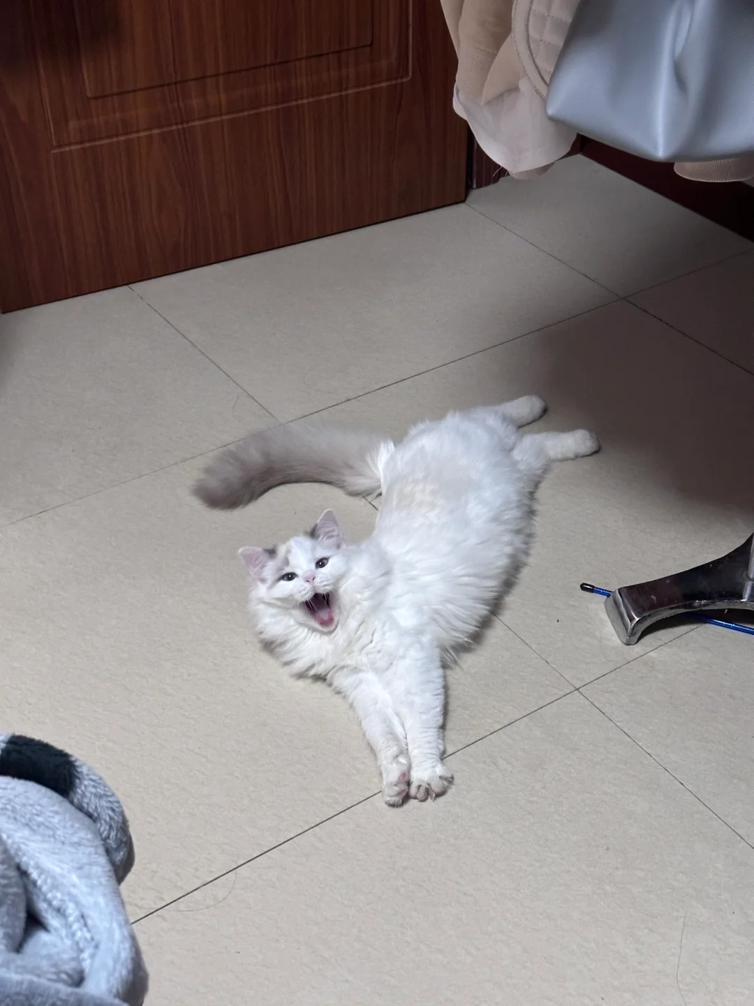 养猫当养布偶猪