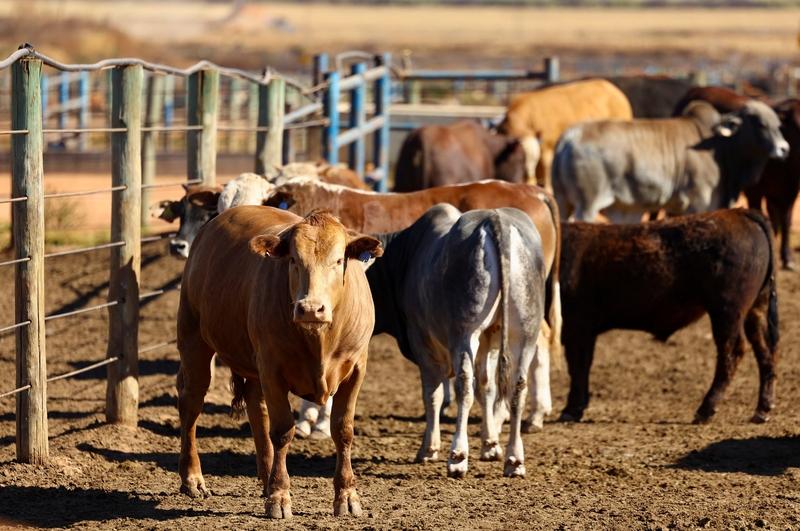 【特朗普扛不住了，减免牛肉、咖啡等数十种常见农产品关税，应对国内物价持续上涨】