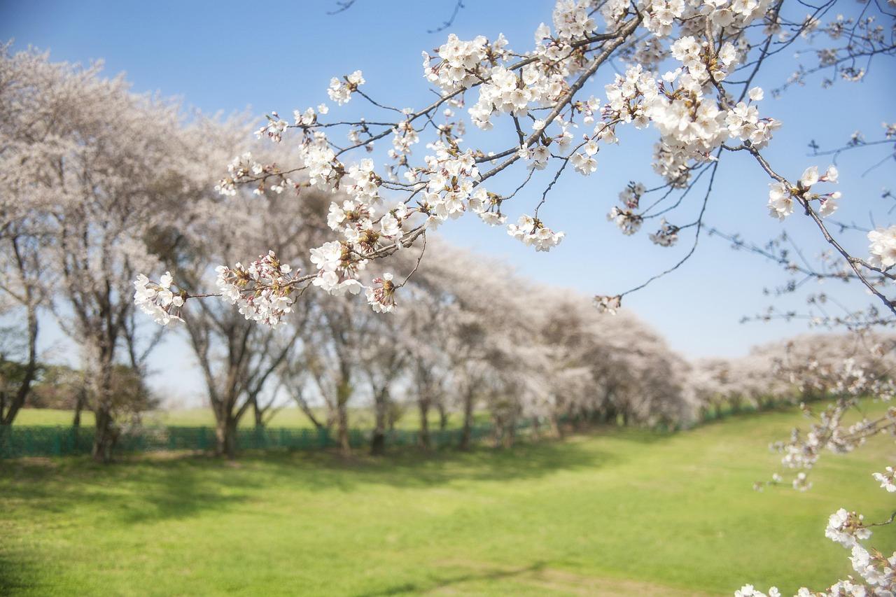 拍花不要这样取景。
前景中的花，拍得清晰，无疑是作为主体了。
但是后景中的天空、