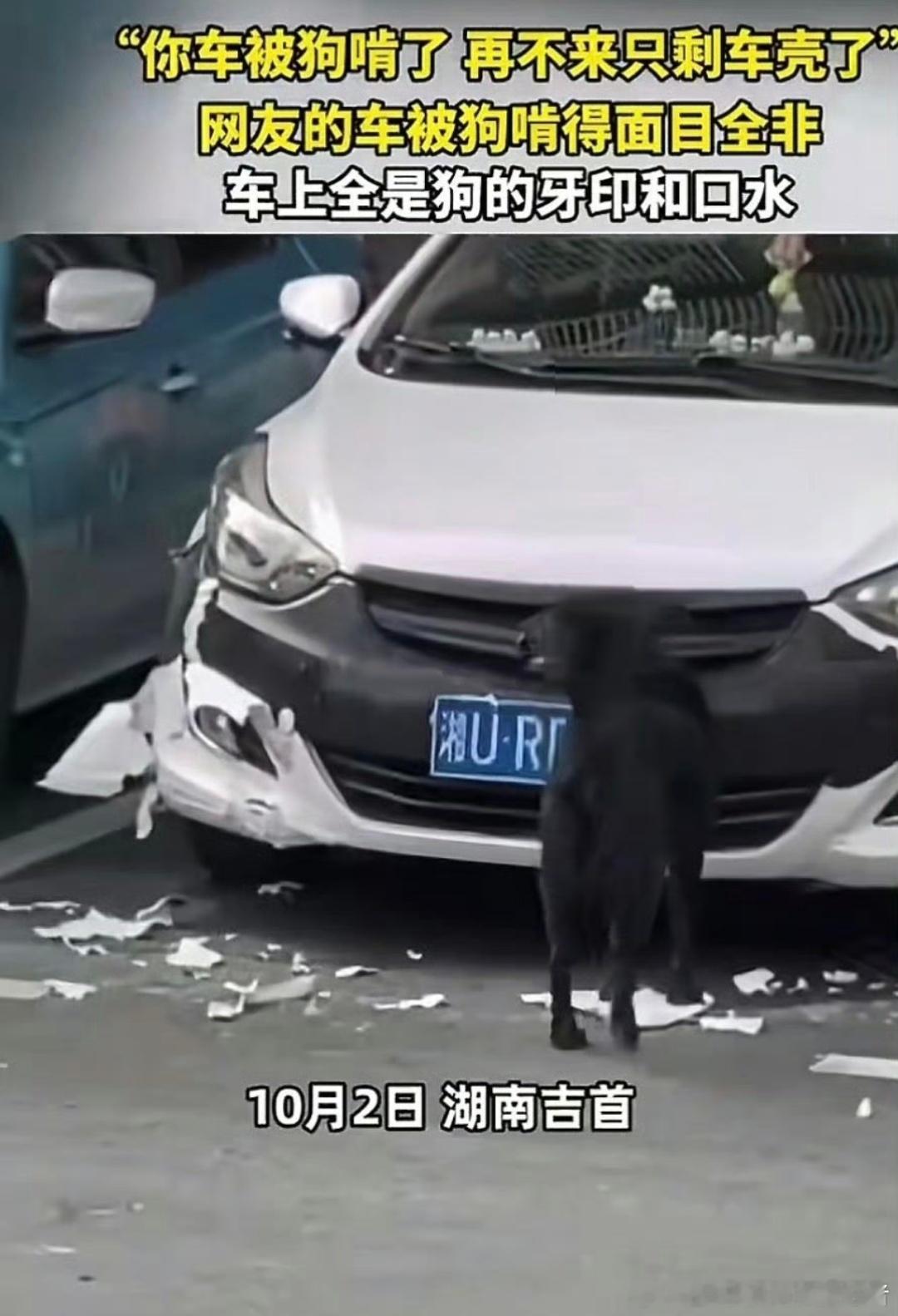 女子电话得知车被狗啃以为是诈骗我在网上看到不止一次了，狗子拆车是不是车里面有什么